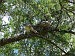1-Parque el palmar-couple de herons siffleurs
